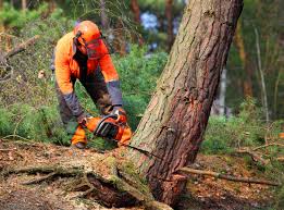 Best Tree Removal  in Tyrone, OK