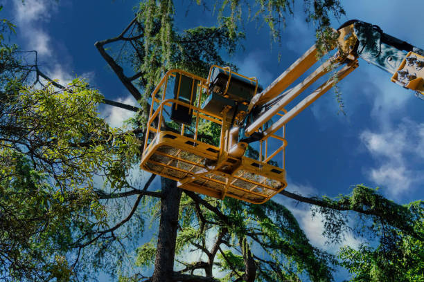 Best Aeration Services  in Tyrone, OK