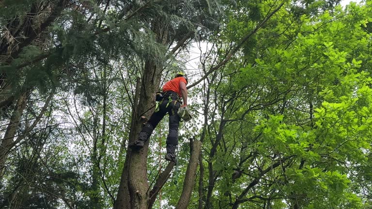 Best Tree Health Inspection  in Tyrone, OK