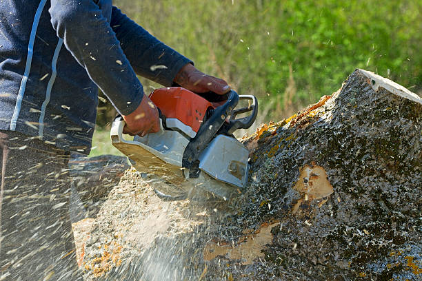 Best Tree and Shrub Care  in Tyrone, OK